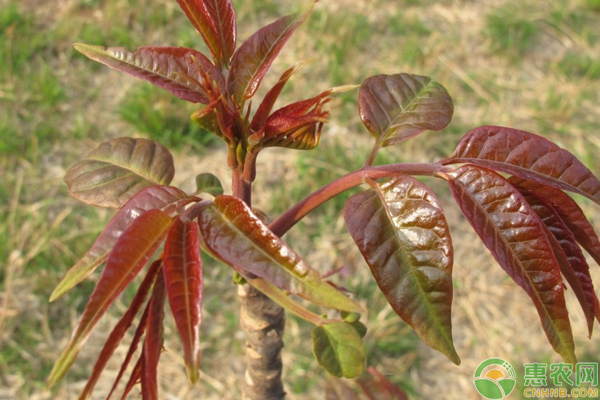 蔬菜種植課堂：這幾種蔬菜一次種植可多次采收，很多人都知道！