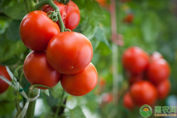 家庭陽臺(tái)蔬菜種植方法