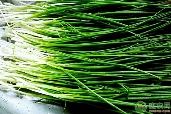 家庭陽臺(tái)蔬菜種植方法