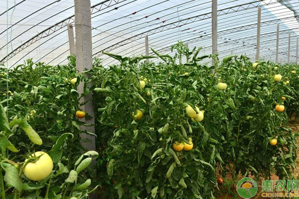 蔬菜出現(xiàn)藥害怎么辦?