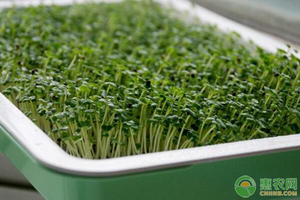 蔬菜菌核病如何防治？蔬菜菌核病發(fā)生規(guī)律及防治措施