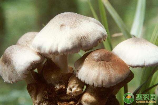 如何在高温环境下栽培草菇？有哪些注意事项？