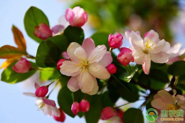 海棠花木品種資源和病蟲害防治栽培技術(shù)
