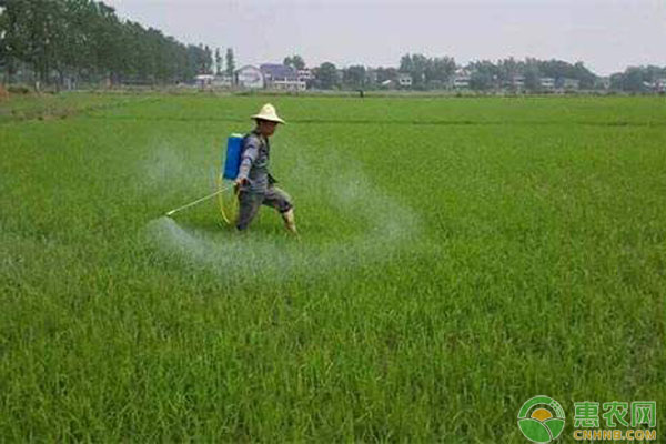 水稻種植