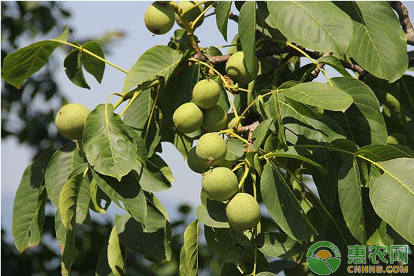 核桃高枝嫁接技術(shù)方法及管理要點(diǎn)