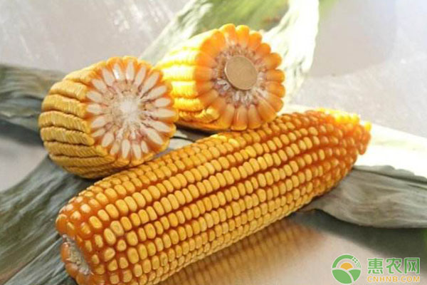 白軸玉米