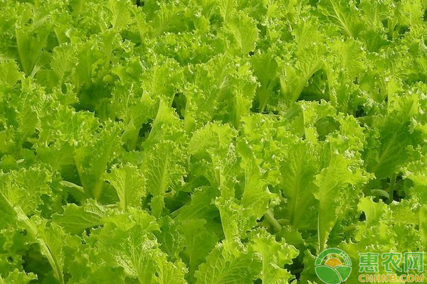 水培生菜如何高產(chǎn)栽培？水培生菜高產(chǎn)種植技術要點