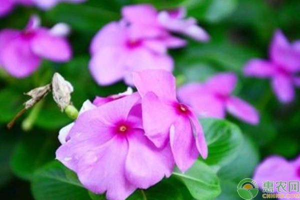 長(zhǎng)春花什么時(shí)候種最好？