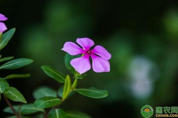 長(zhǎng)春花什么時(shí)候種最好？長(zhǎng)春花最佳種植時(shí)間分析及注意事項(xiàng)