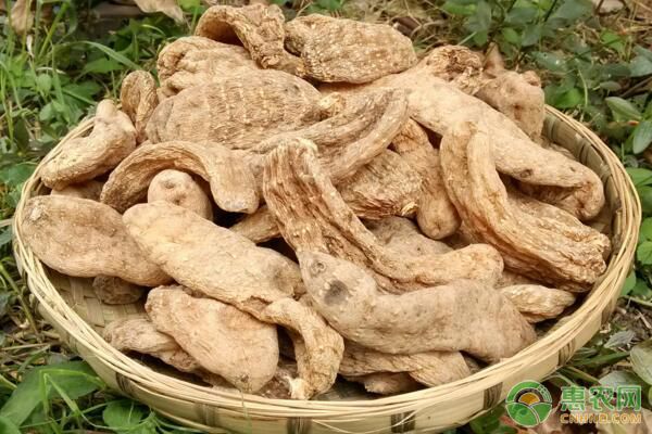 大宗中藥材天麻卷棒有性培育種苗技術(shù)
