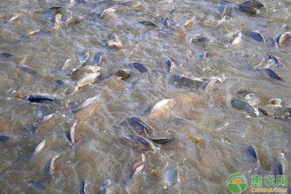 水產(chǎn)養(yǎng)殖魚安全越冬