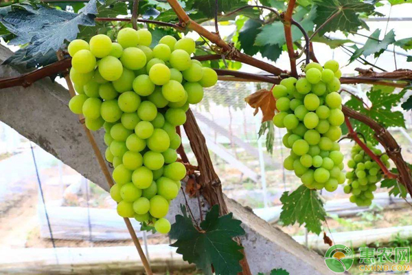 陽(yáng)光玫瑰大規(guī)模種植田間管理要點(diǎn)