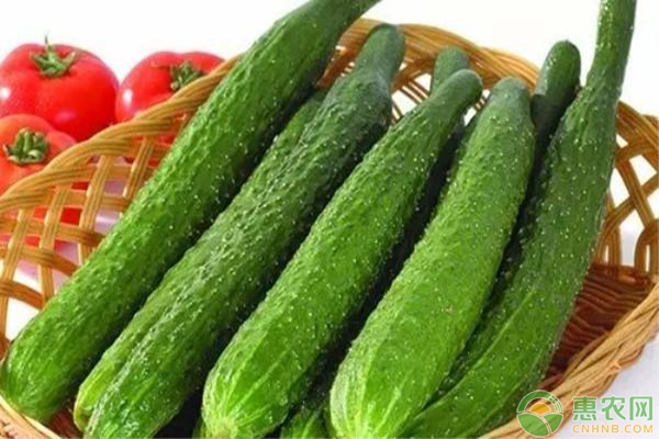 黃瓜靶斑病的防治措施