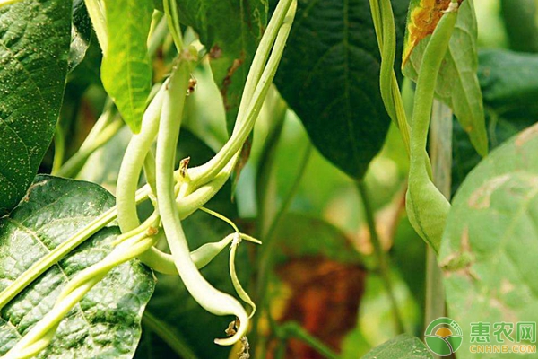 農(nóng)家小院常見蔬菜種植品種