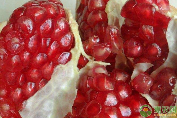 突尼斯軟籽石榴栽培技術(shù)