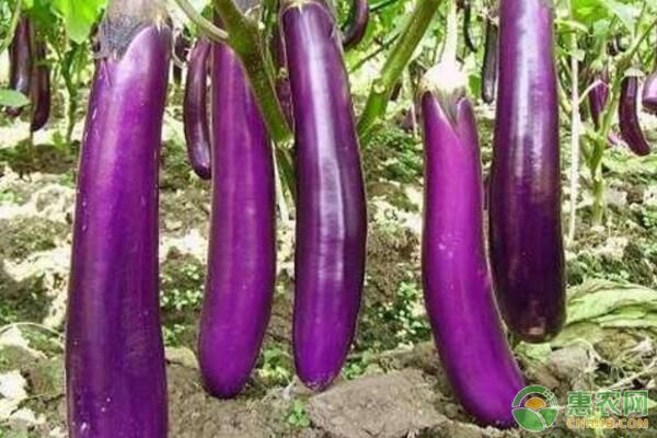 茄子紅蜘蛛有哪些危害？如何有效防治茄子紅蜘蛛？