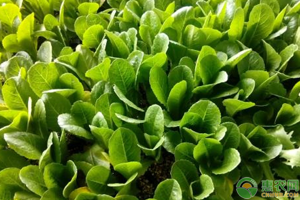 購買蔬菜苗需注意什么？