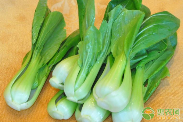 油菜苗為何會出現(xiàn)發(fā)黃現(xiàn)象？有哪些補(bǔ)救措施？