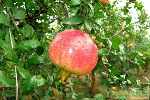 突尼斯軟籽石榴栽培技術(shù)