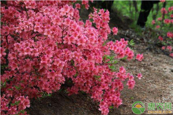 杜鵑花秋季管理方法及養(yǎng)護(hù)要點