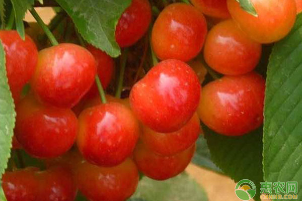 櫻桃主要病害的發(fā)病癥狀及防治要點(diǎn)