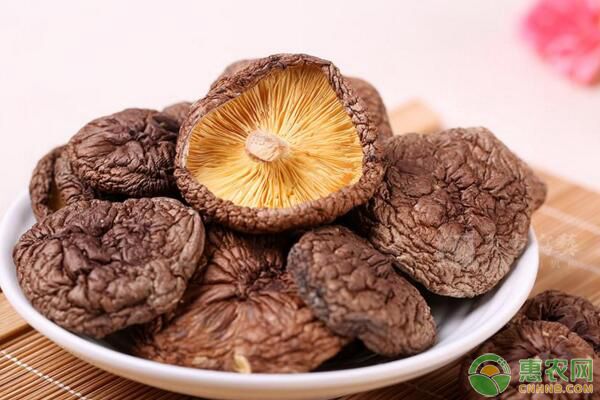 什么是觀賞蔬菜？觀賞蔬菜有哪些種類？