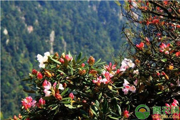 杜鵑花秋季管理方法及養(yǎng)護(hù)要點