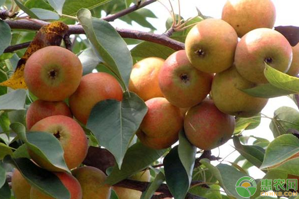紅南果梨怎么栽？紅南果梨幼苗栽培方法及果園管理技巧