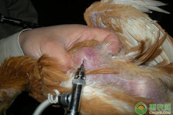 养鸡人怎样正确注射疫苗养鸡疫苗操作要点和注意事项