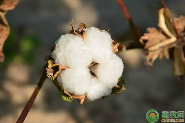 抗虫棉需要防虫吗？怎么防？抗虫棉种植管理要点-图片版权归惠农网所有