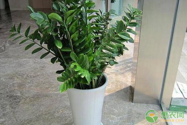 為何說金錢樹是吸甲醛最好的植物？金錢樹作用及種植要點(diǎn)