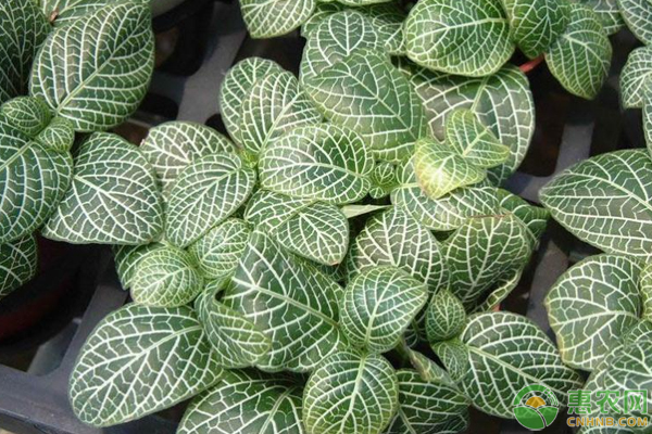 網(wǎng)紋草怎么栽培？網(wǎng)紋草爆盆養(yǎng)護(hù)技巧