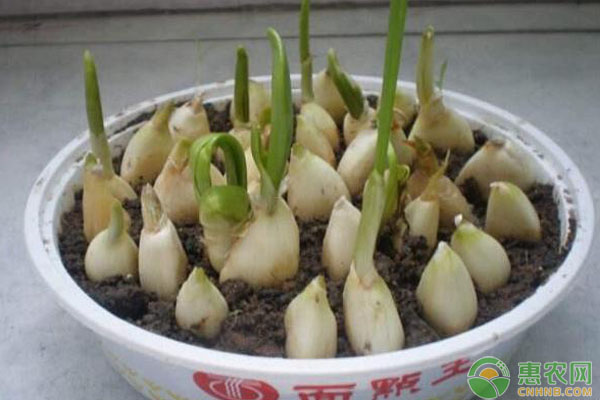 大蒜種植