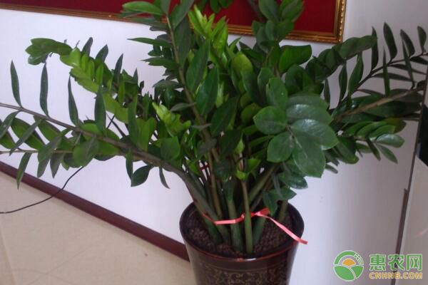 為何說金錢樹是吸甲醛最好的植物？金錢樹作用及種植要點(diǎn)