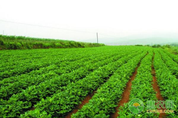 花生種植后期管理技術(shù)要點(diǎn)