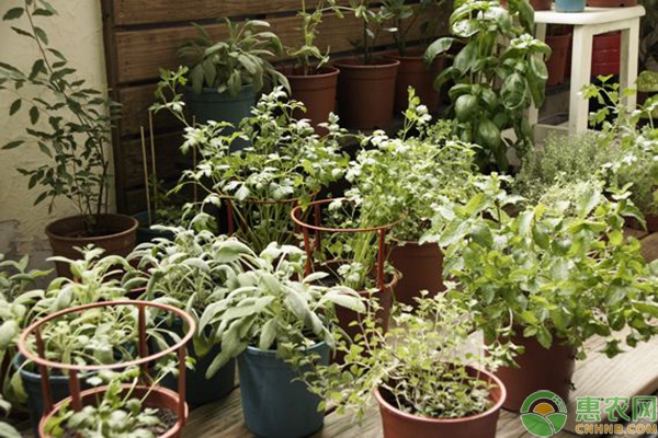 香草種植管理
