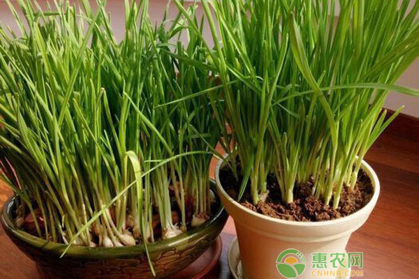 大蒜種植方法
