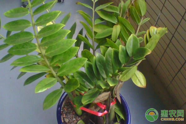 為何說金錢樹是吸甲醛最好的植物？金錢樹作用及種植要點(diǎn)