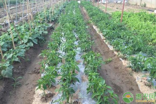 大棚有機(jī)蔬菜種植技術(shù)