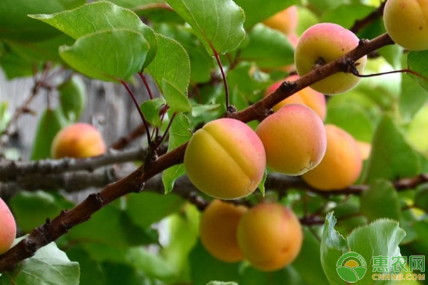 杏樹(shù)高產(chǎn)疏花疏果技巧