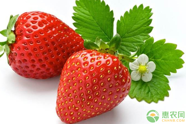 草莓生長特征有哪些？怎么栽培？