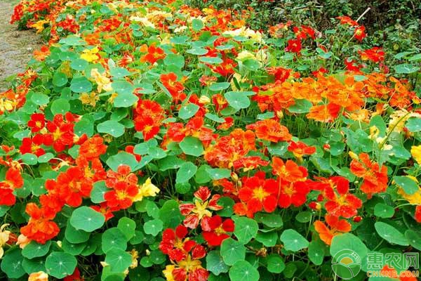 旱金蓮培植方法