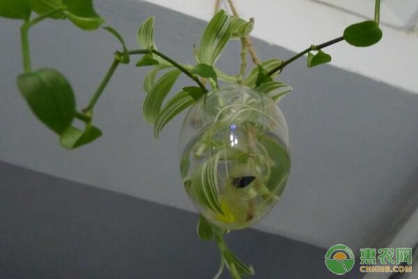 水培花卉什么時候施肥好？有哪些施肥要點？