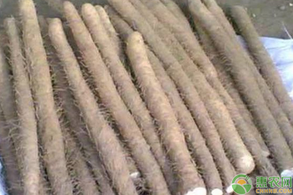 麻山藥怎么種？麻山藥畝產(chǎn)萬(wàn)元的栽培技巧