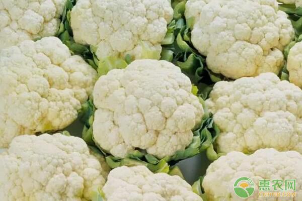 花菜種植技術(shù)