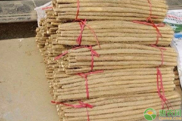 麻山藥怎么種？