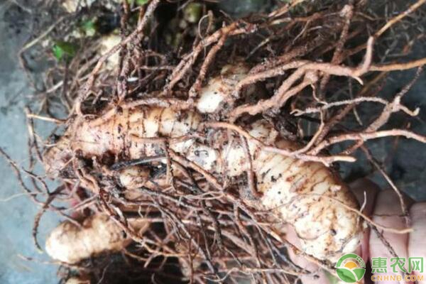 汉中地区黄精林下高效栽培管理技术