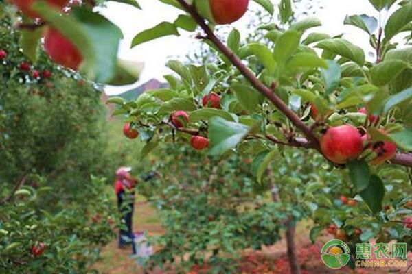 河北圍場金紅蘋果植株更新及間作施肥管理要點