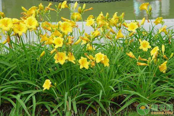 新型鲜食杂交黄花菜五大优势及常见问题