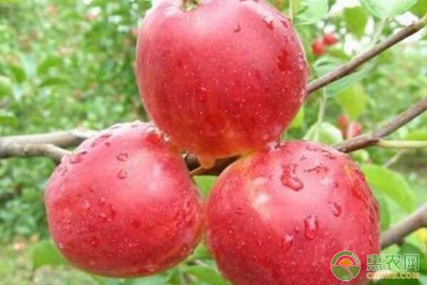 河北圍場金紅蘋果植株更新及間作施肥管理要點